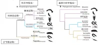 【论文精翻】节肢起源：结合古生物学和分子证据（上）